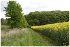 Feldweg zum Helpter Berg